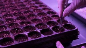 Cannabis medicinal: Jujuy avanza con un Plan de Desarrollo Gen&eacute;tico