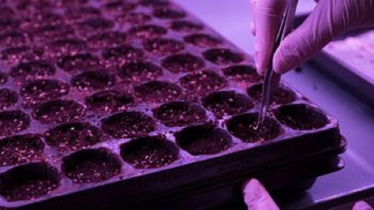 Cannabis medicinal: Jujuy avanza con un Plan de Desarrollo Gen&eacute;tico
