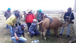Afianzan la producci&oacute;n de cam&eacute;lidos