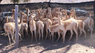 Cuidado de la fauna nativa: rescataron 42 vicu&ntilde;as y cerraron un hist&oacute;rico criadero en Jujuy