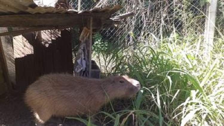 Carpincho rescatado se encuentra en recuperaci&oacute;n