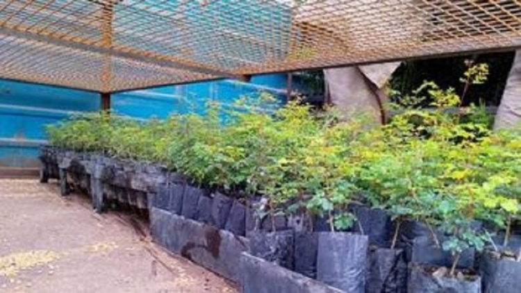 El Centro Foresto Industrial Arrayanal se posiciona en el NOA