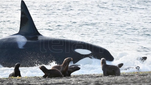 Comenz&oacute; la temporada de avistamiento de orcas en Pen&iacute;nsula Vald&eacute;s