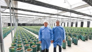 Nuevos Invernaderos para producir Cannabis Medicinal de la m&aacute;s alta calidad