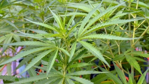 Autorizaron la inscripci&oacute;n de variedades de cannabis para uso medicinal