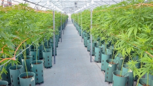 Kulfas: &ldquo;El cannabis puede tener un gran desarrollo exportador&rdquo;