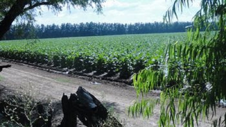 Asistencia a productores tabacaleros medianos