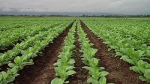 Pr&oacute;rroga para el Financiamiento de Fertilizantes e Insumos