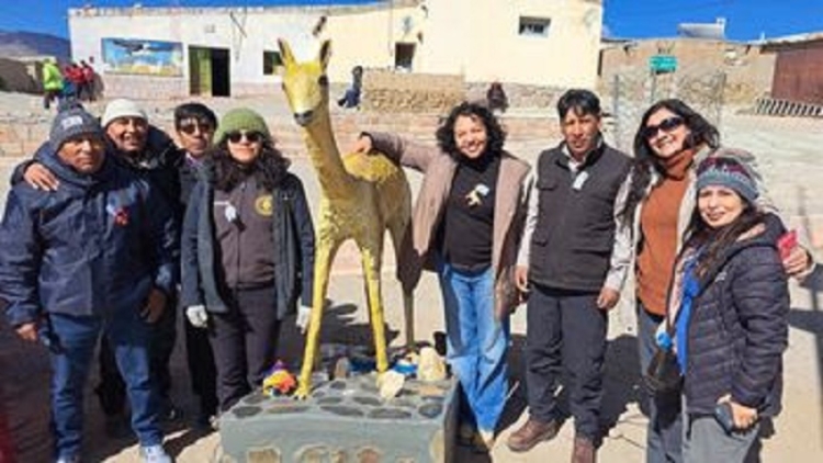 Inici&oacute; el A&ntilde;o Vicu&ntilde;ero en Lagunillas del Farall&oacute;n