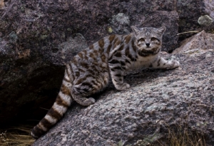 El gato andino ser&aacute; declarado monumento natural provincial