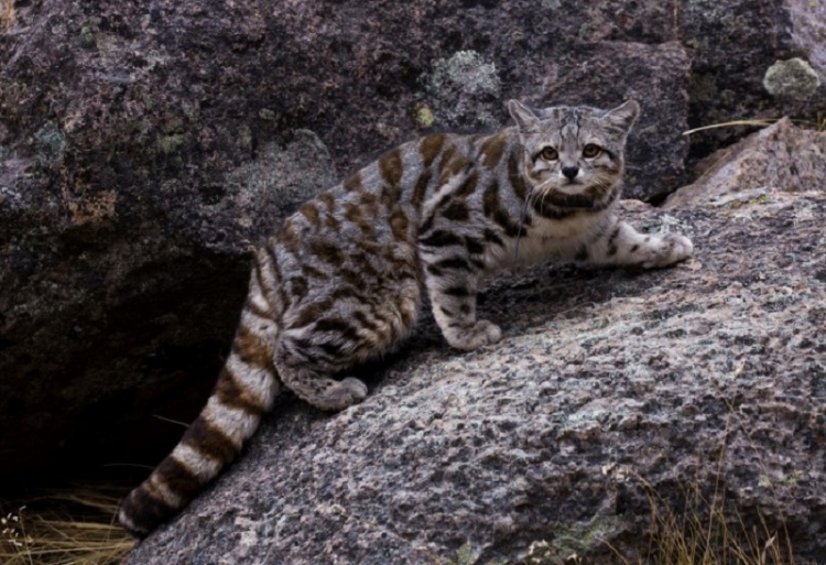 El gato andino ser&aacute; declarado monumento natural provincial