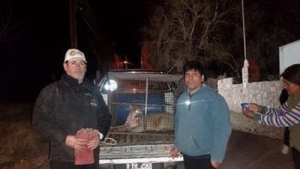 Ambiente rescat&oacute; un ejemplar de puma en Juella