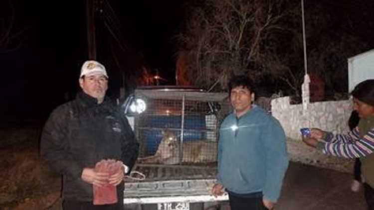 Ambiente rescat&oacute; un ejemplar de puma en Juella