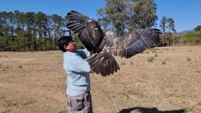 CAFAJU: un &Aacute;guila mora fue liberada con &eacute;xito