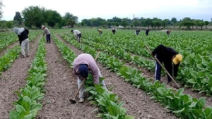 Tabaco: se transfirieron m&aacute;s de $952 millones del FET