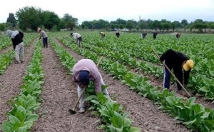 La c&aacute;mara del tabaco de Jujuy y la Unju firmaron un convenio de cooperaci&oacute;n t&eacute;cnica y cient&iacute;fica