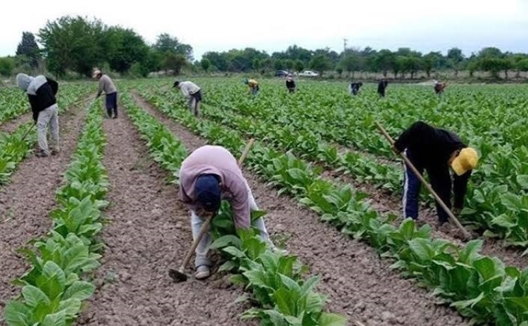 La c&aacute;mara del tabaco de Jujuy y la Unju firmaron un convenio de cooperaci&oacute;n t&eacute;cnica y cient&iacute;fica