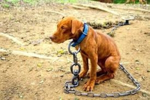 Milei dio el visto bueno y comienza en Diputados el tratamiento de la "Ley Conan" contra el maltrato animal