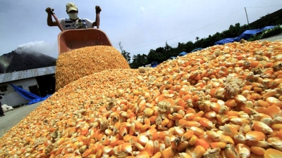 Exportaciones de ma&iacute;z: prorrogaron las Declaraciones Juradas de Venta al Exterior