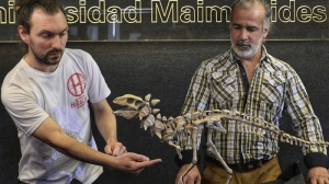 Presentaron a Jakapil, el primer dinosaurio de su tipo encontrado en el Hemisferio Sur