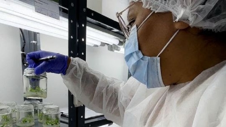 CANNAVA: Avanza el plan maestro de cultivo in vitro de cannabis con fines medicinales