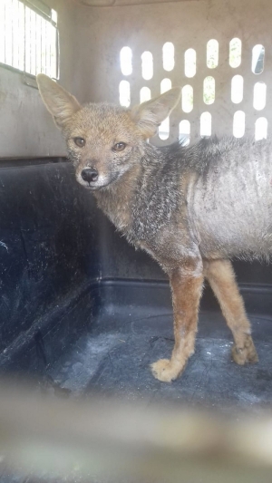 Biodiversidad. Importante rescate de un zorro gris en Alto Comedero