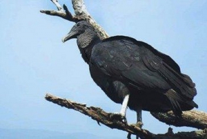 Biodiversidad. Rehabilitaci&oacute;n y liberaci&oacute;n de ejemplares de fauna silvestre