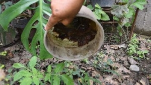 Con trabajo integrado permanente, Jujuy contin&uacute;a sin casos de dengue