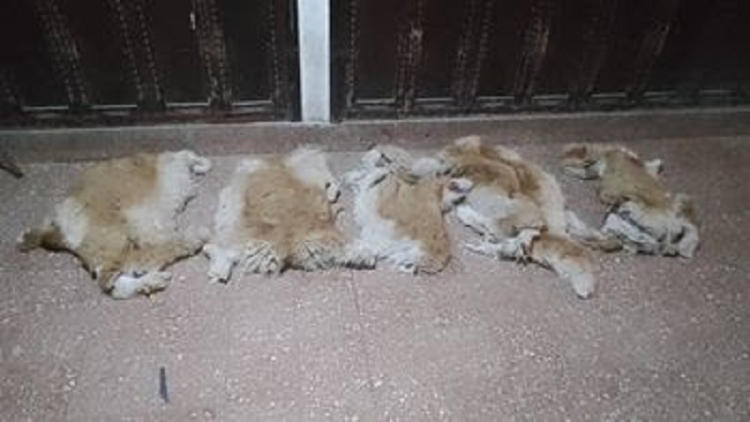 Caza furtiva de vicu&ntilde;as: hay tres personas detenidas