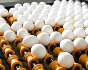 Argentina impulsa exportaciones de cerdo y huevos: marcaron r&eacute;cord en el primer cuatrimestre