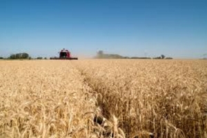 Argentina export&oacute; 86,48 millones de toneladas de productos agroindustriales entre enero y octubre