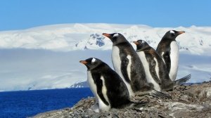 El Ir&iacute;zar sum&oacute; a cuatro bi&oacute;logos para observar la fauna del Mar Argentino y la Ant&aacute;rtida
