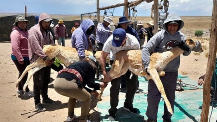 Positivo balance de la esquila de vicu&ntilde;as: 36 chakus en 2023