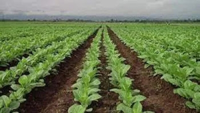 Demoras en el Fondo Especial del Tabaco complican la producci&oacute;n