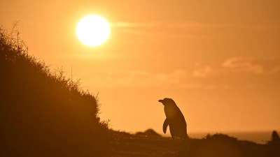 Espect&aacute;culo natural: comenzaron a llegar los primeros ping&uuml;inos a las costas de Chubut