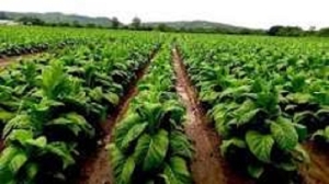 Pago a productores tabacaleros y nuevos cr&eacute;ditos disponibles para la campa&ntilde;a 2026/2027