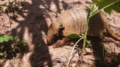 Rescate, rehabilitaci&oacute;n y liberaci&oacute;n de animales de la fauna silvestre nativa